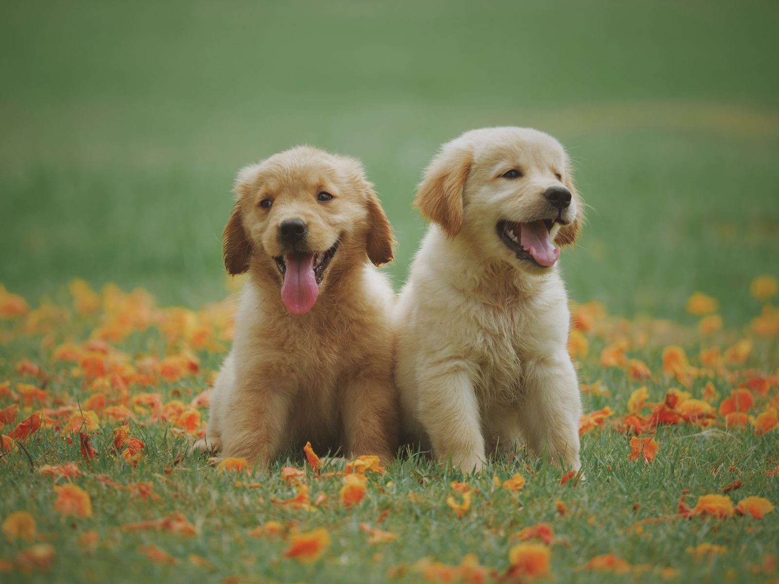 Two young dogs side by side — dog dental care comparison hero image