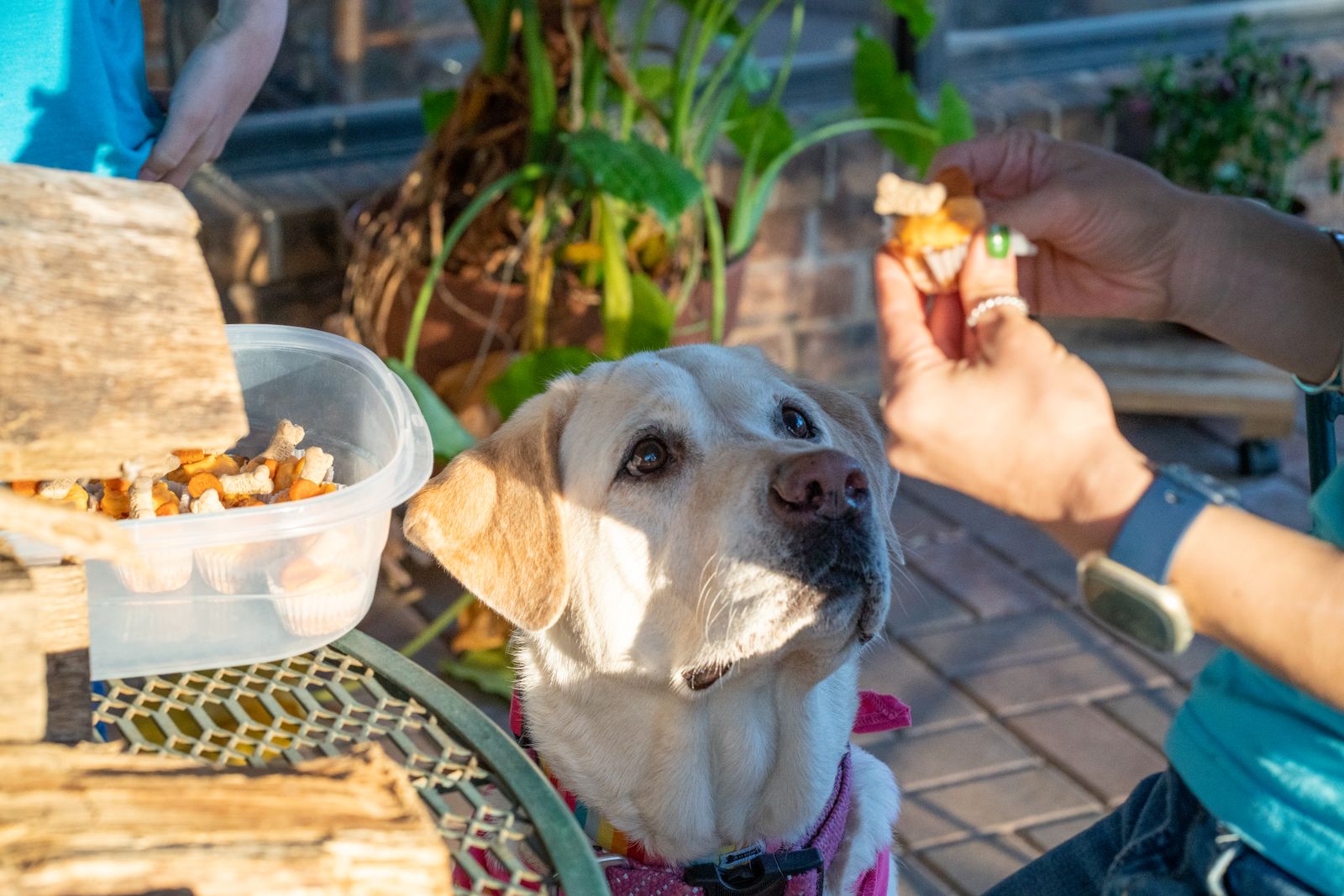 An eager dog looking up toward a tabletop pet camera waiting for a treat