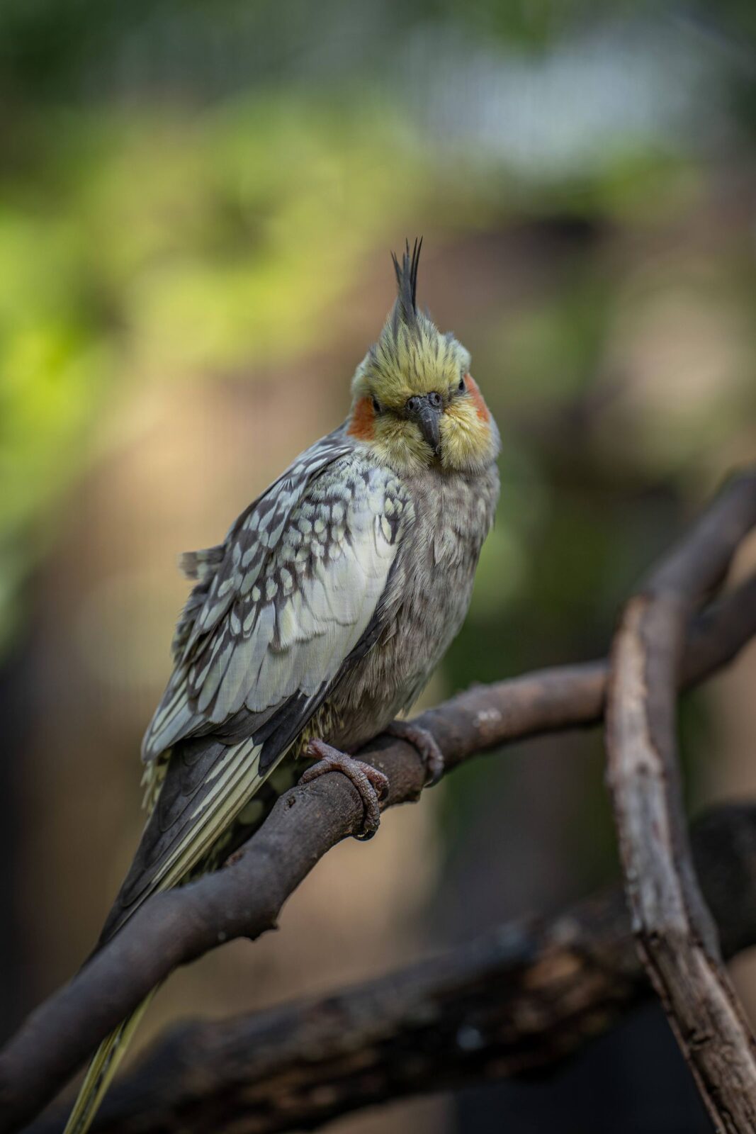 Bird Cage Shopping: Bar Spacing and Flight Room First