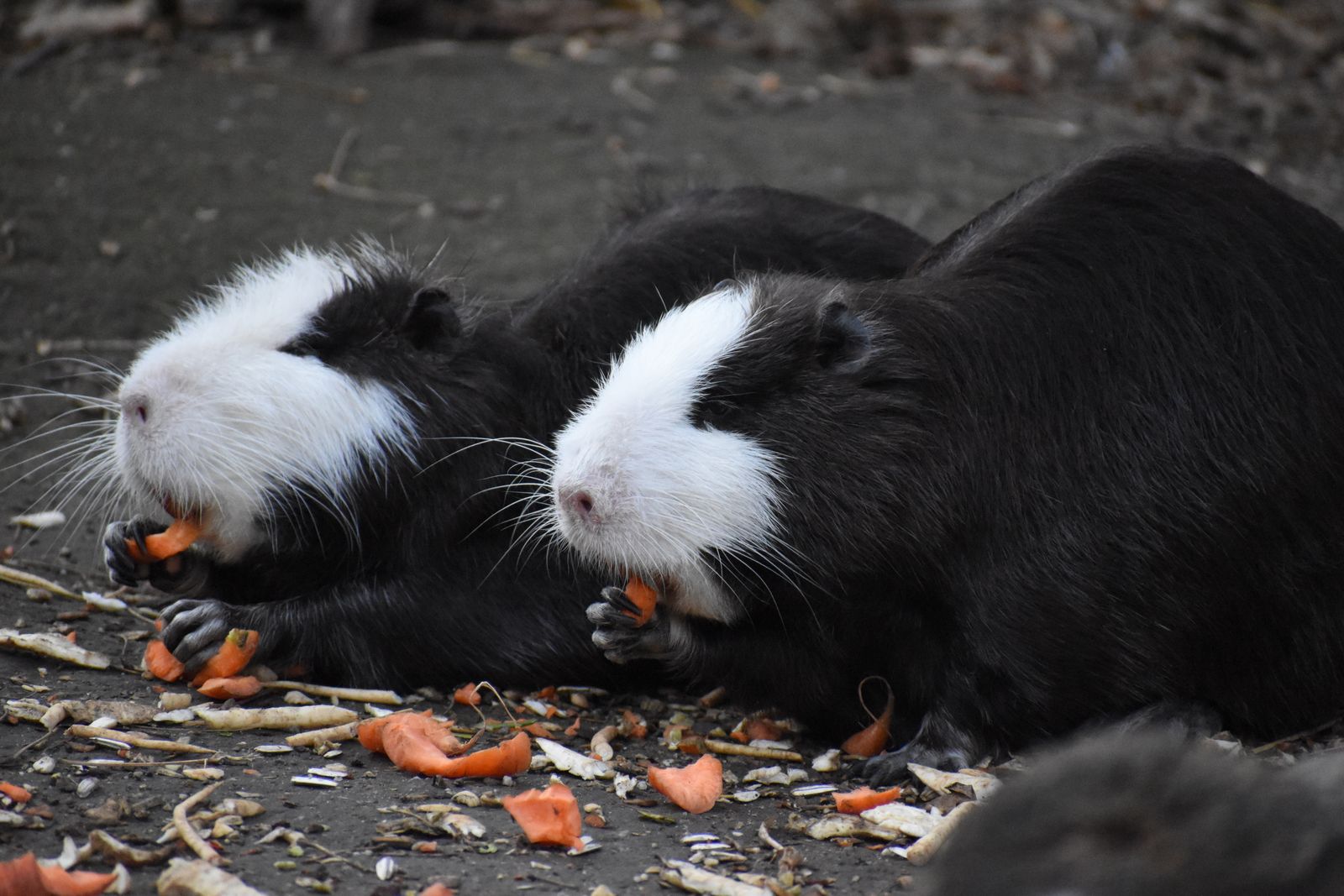 Black and white guinea pigs resting on the ground