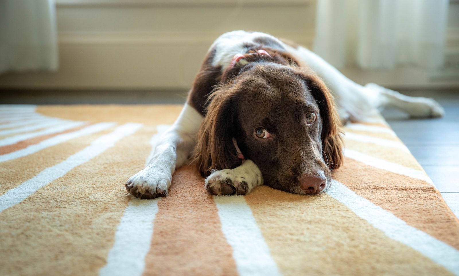 A dog lying down on a carpet