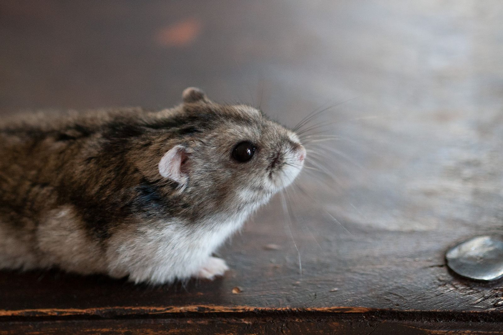 Hamster running on a large solid upright exercise wheel