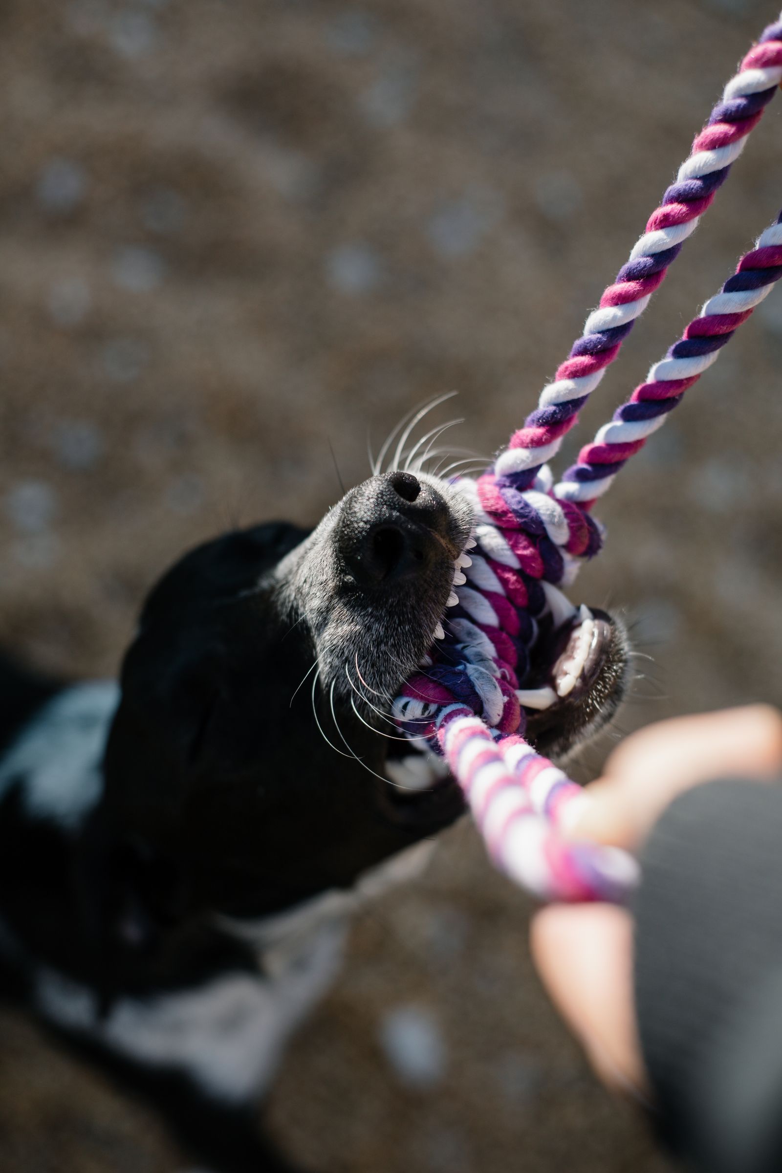 Black and white short-coated dog biting a knotted cotton rope chew toy
