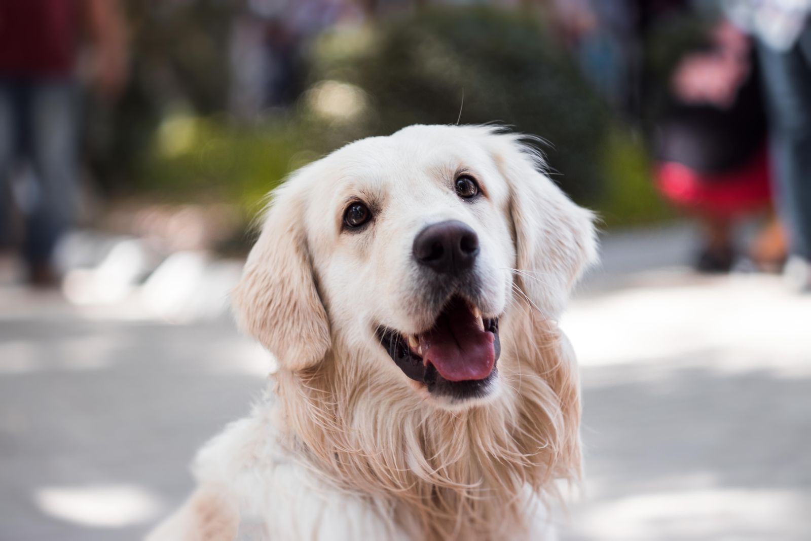 A relaxed dog resting calmly at home