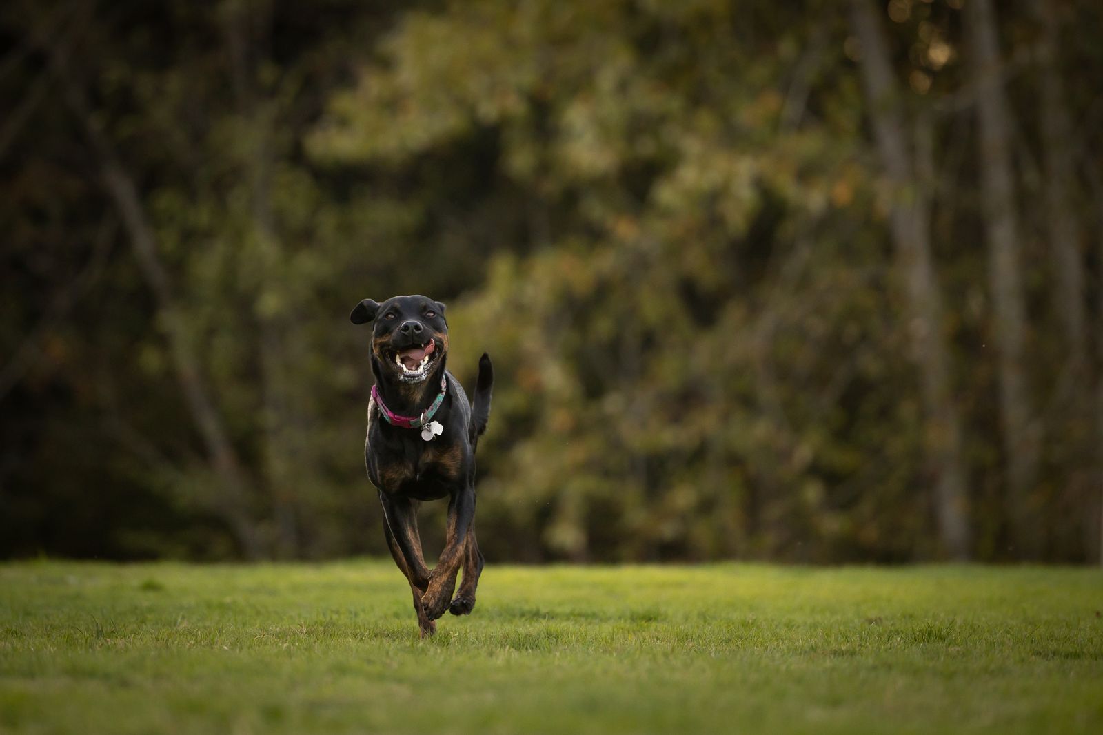 Dog running freely across an open grass field outdoors