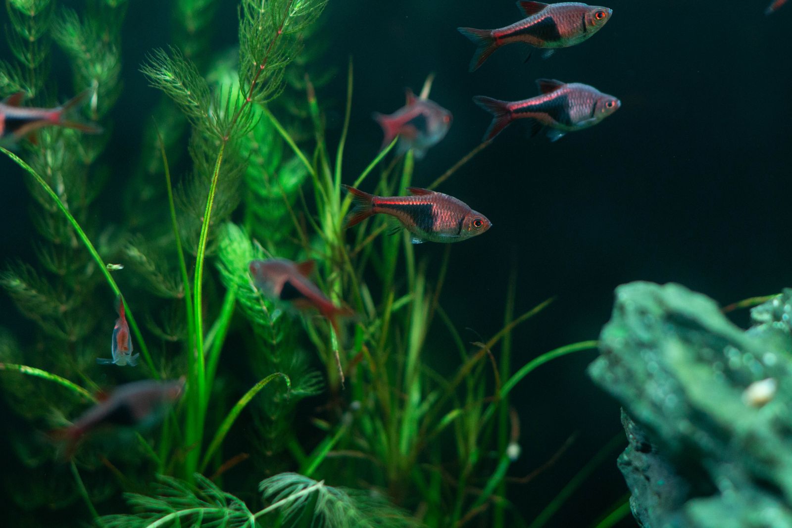 Bigger Tanks Are Easier: The Beginner Aquarium Paradox