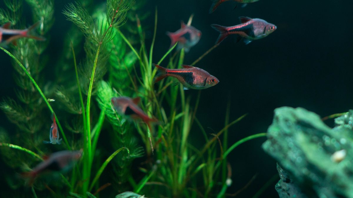 Planted freshwater aquarium with vibrant fish swimming among lush green aquatic plants