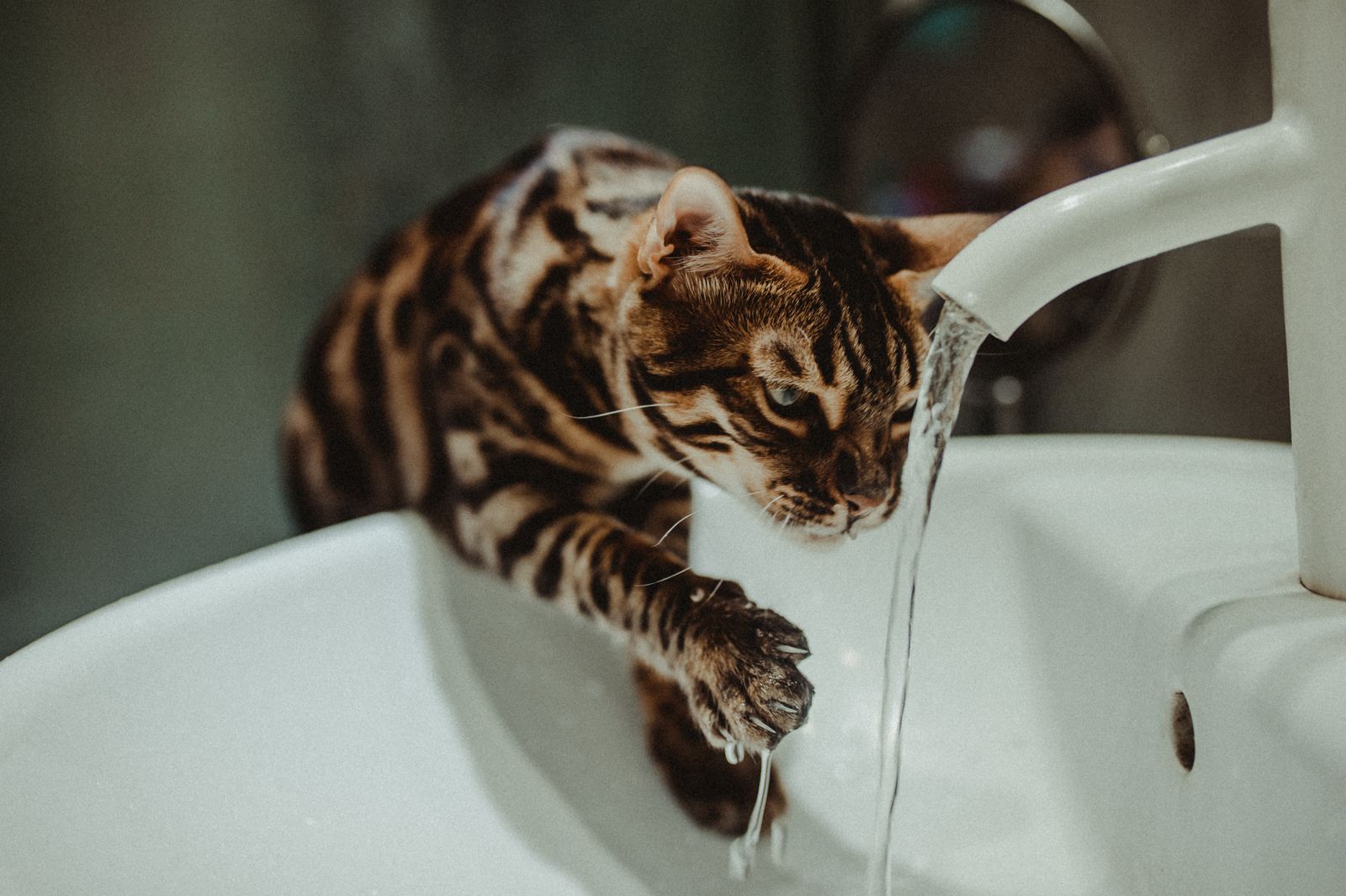 Bengal cat drinking fresh running water indoors