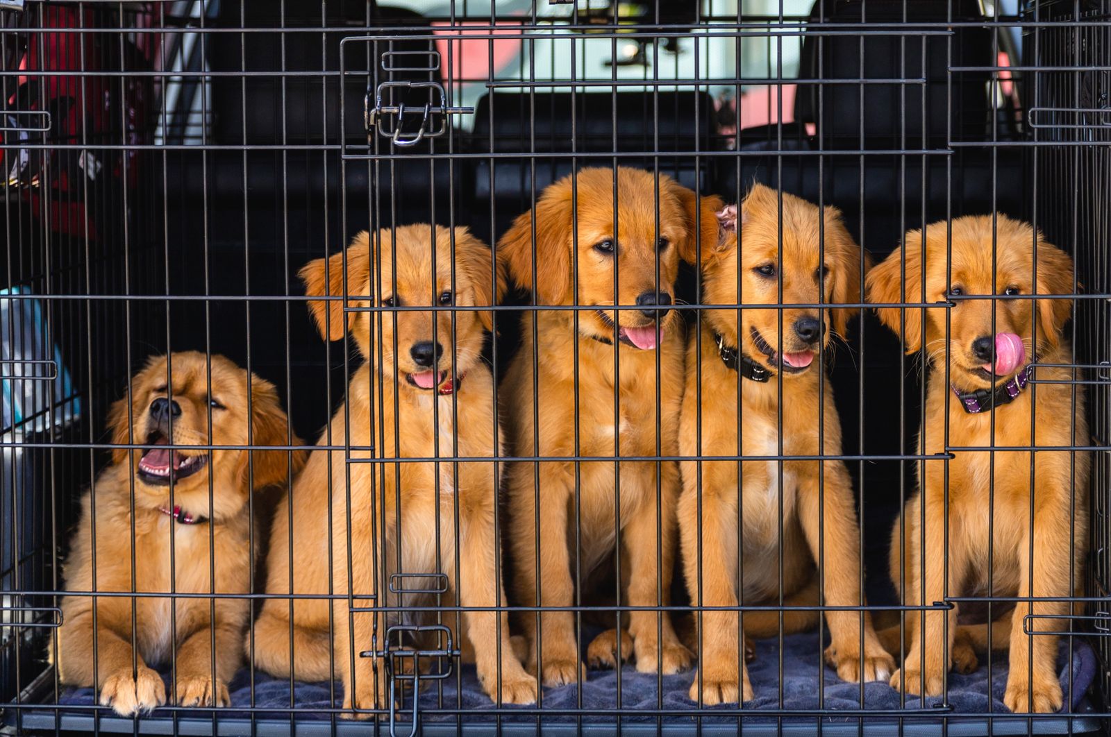 A puppy inside a collapsible wire crate with an adjustable divider