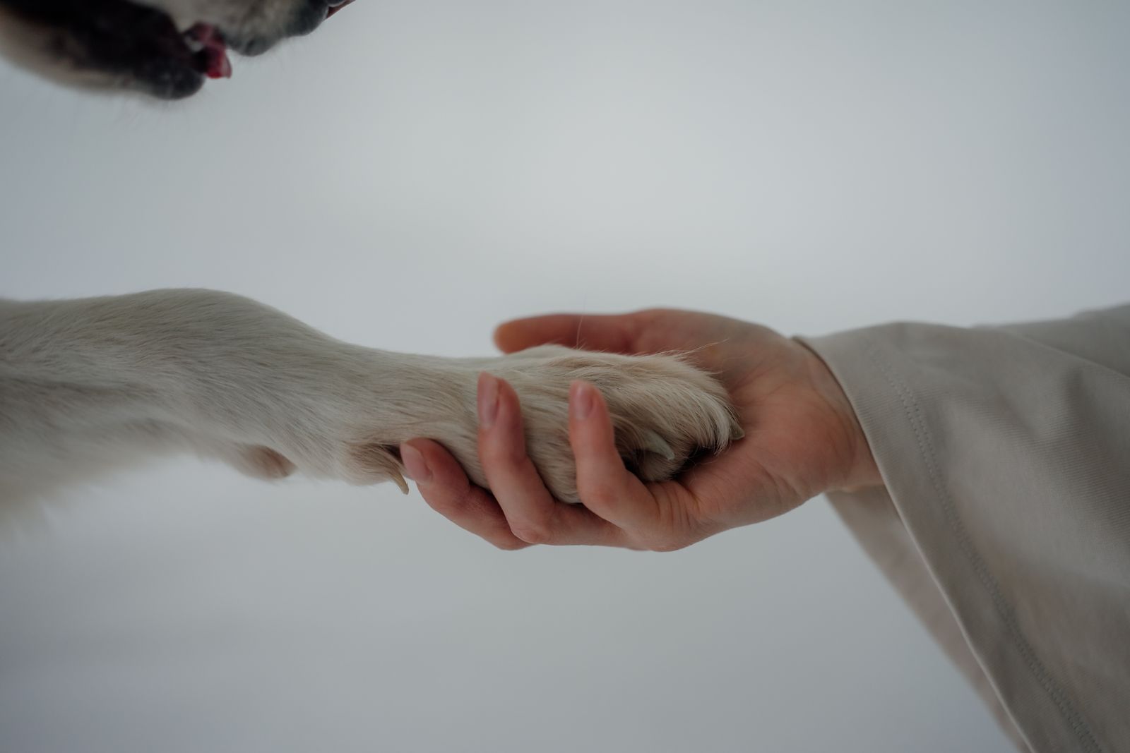 Dog Nail Grinder vs. Clipper vs. Guillotine Trimmer: The Best Way to Trim Nails at Home