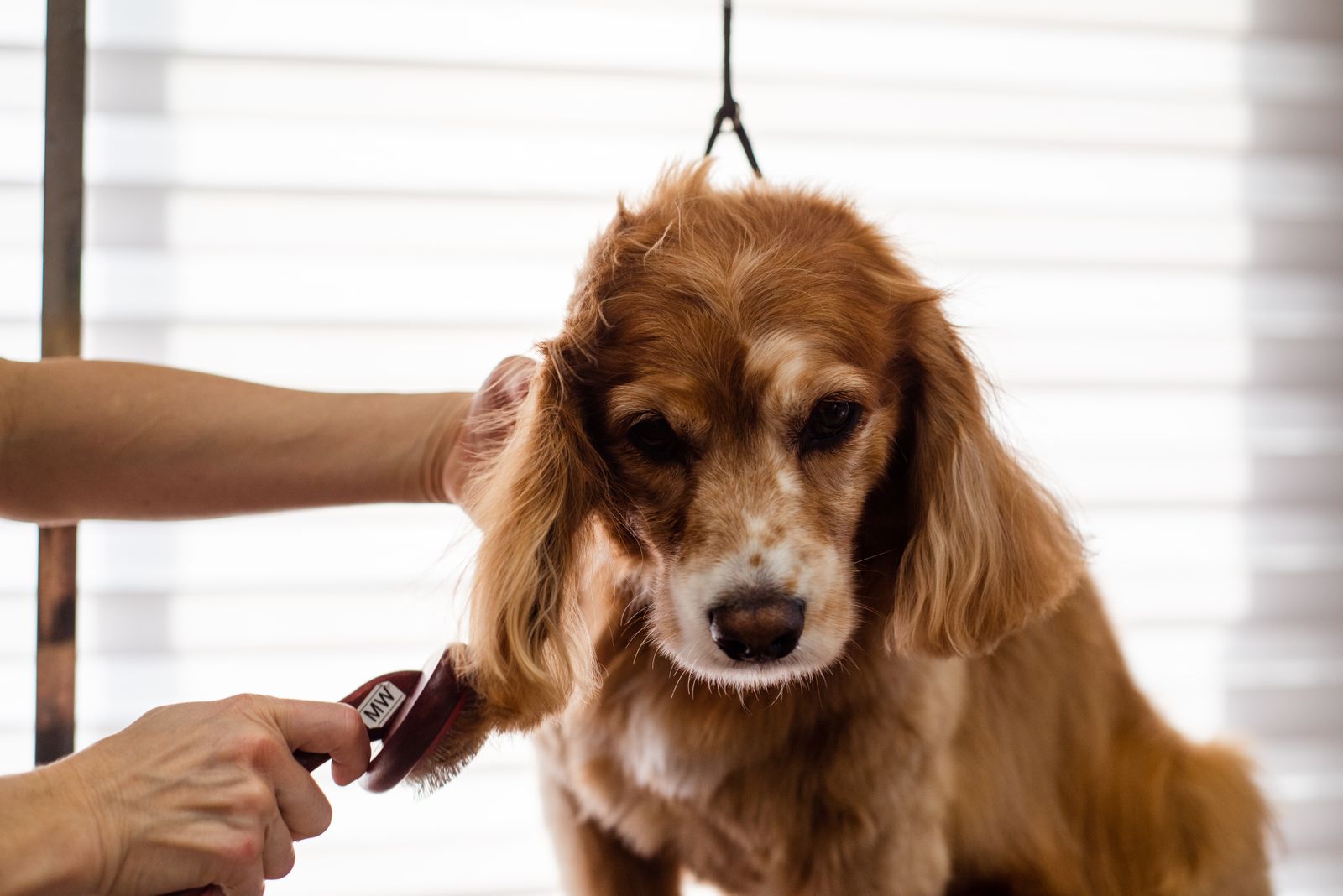 Groomer brushing a cocker spaniel's fur indoors