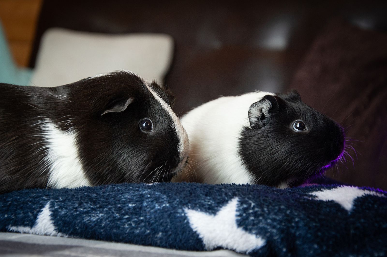 Small Pet Homes: Wire Cage vs. Glass Tank vs. C&C Enclosure