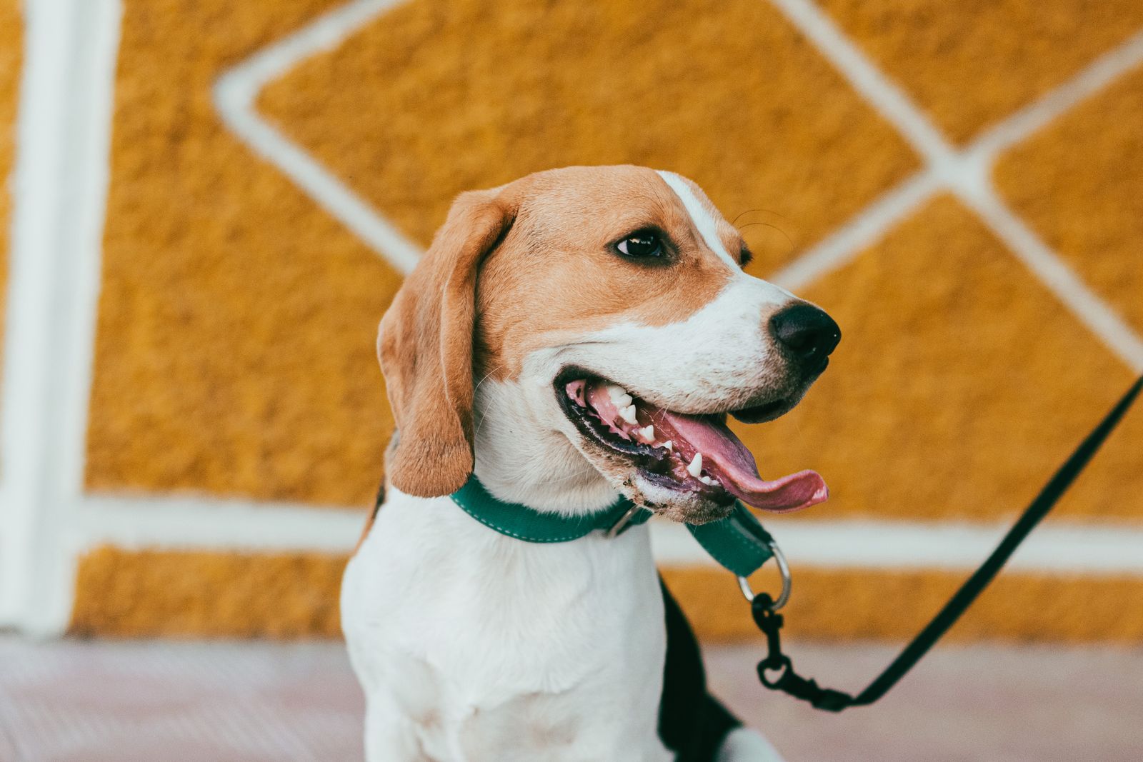 A dog wearing a black collar