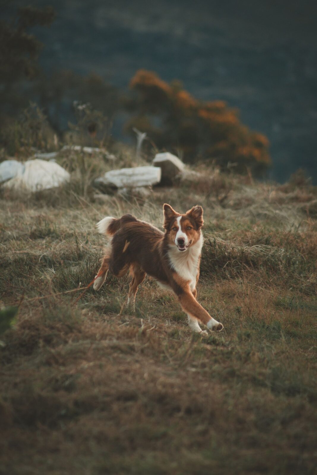 A brown dog running across an open field