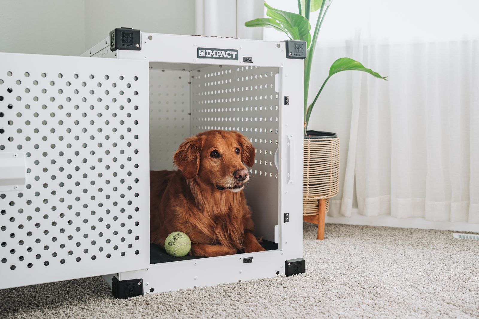 A calm dog in a lightweight soft-sided fabric travel crate