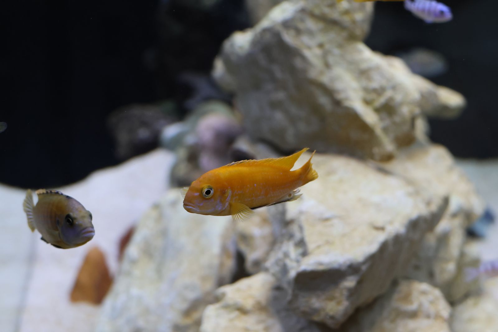 Cichlids swimming above rocky gravel substrate in a freshwater aquarium