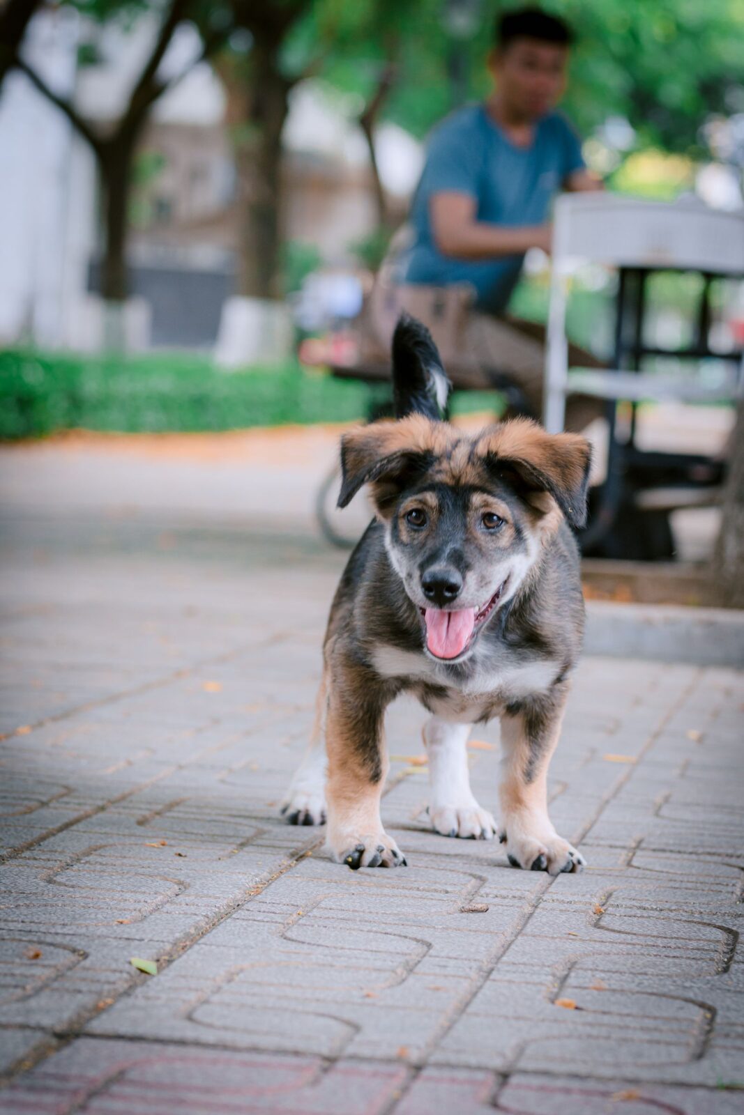 A happy puppy playing outdoors in a park