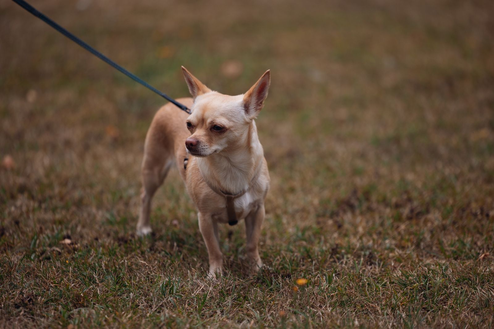 Walk Equipment for Pullers, Escapers, and Easy Dogs