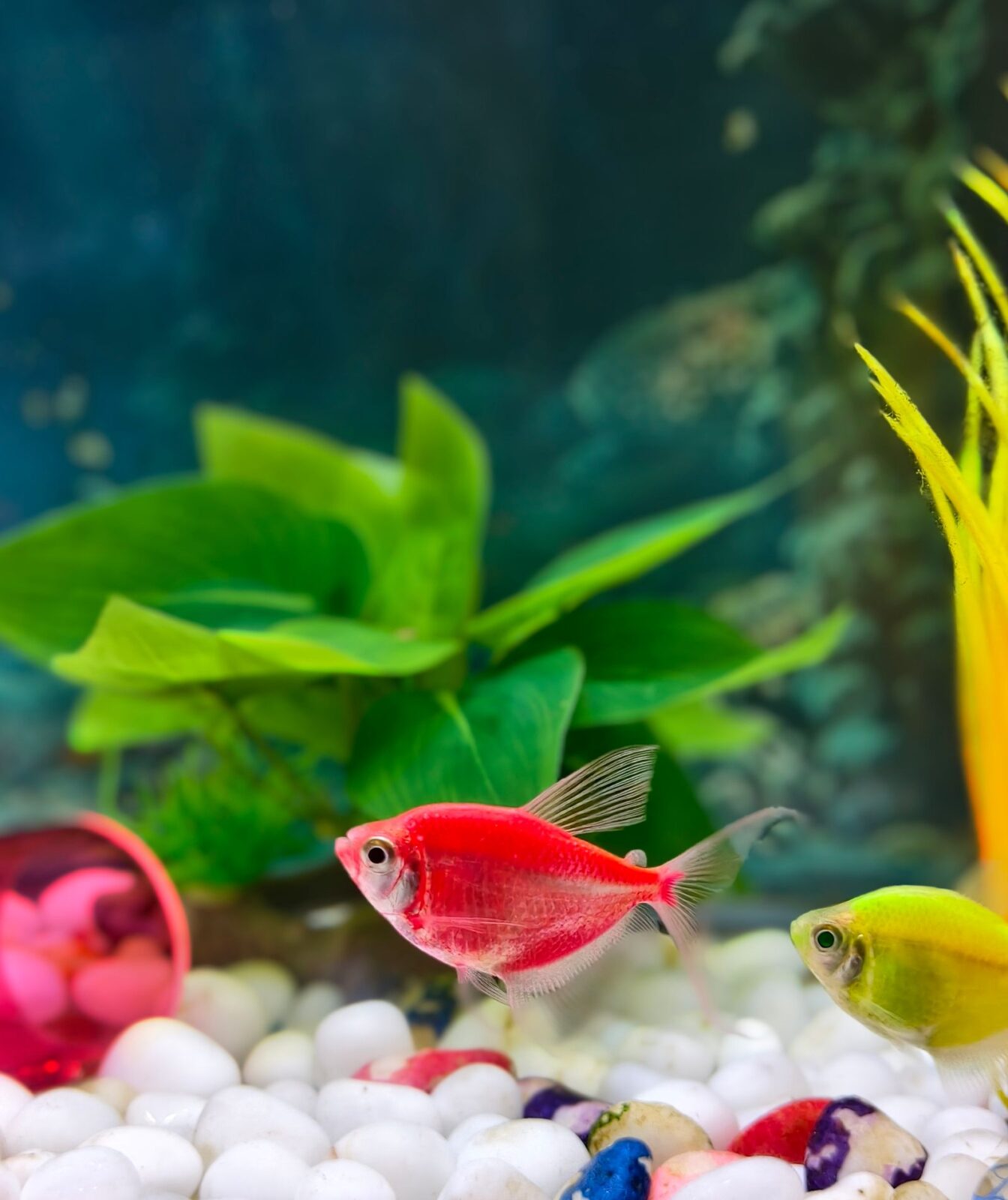 Corydoras catfish foraging on fine sand substrate in a freshwater aquarium