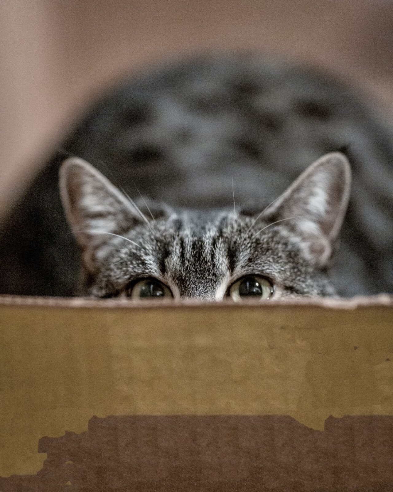 The Litter Box Your Cat Would Pick (Not the One You Would)
