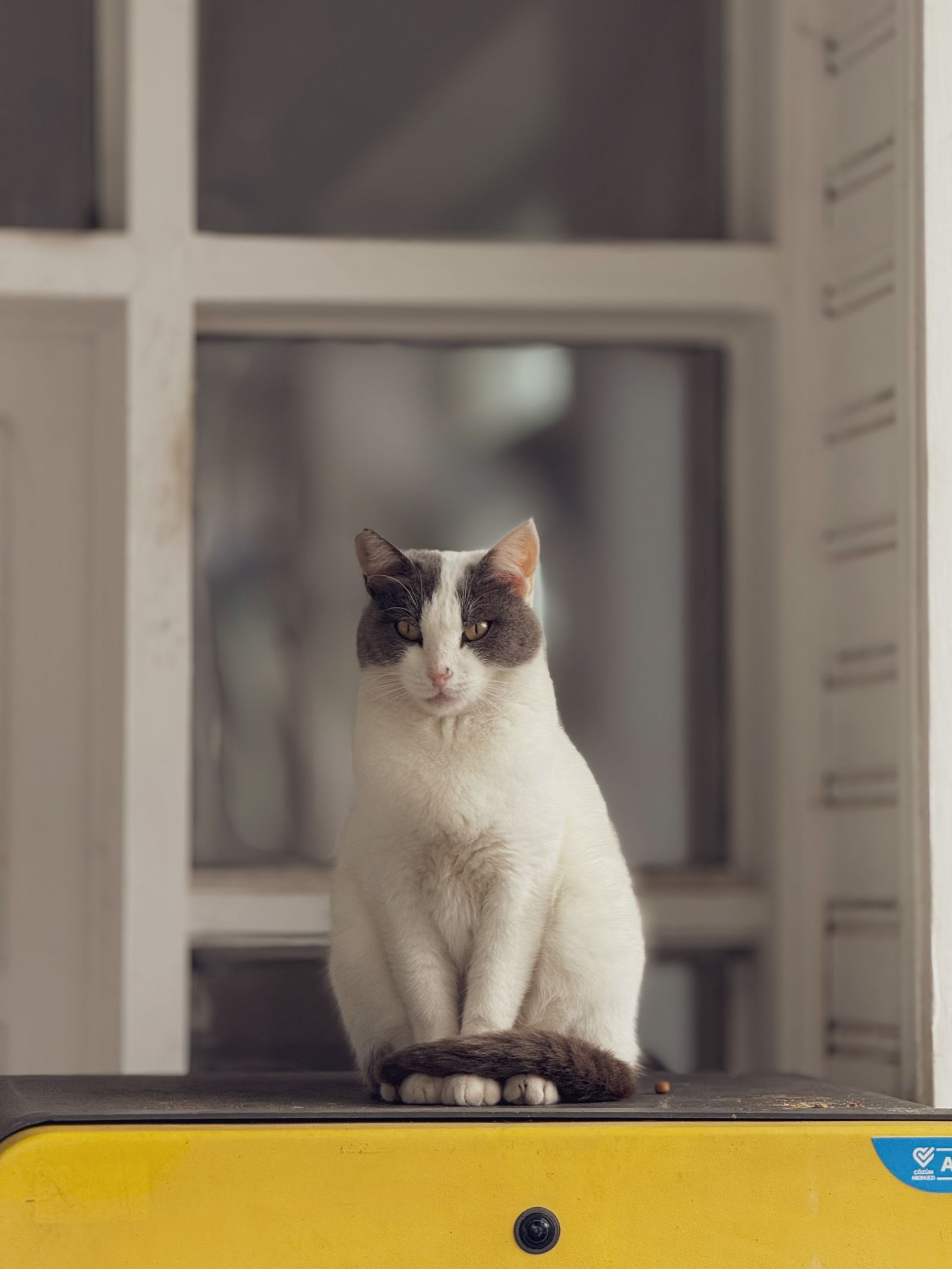 Calm domestic cat sitting indoors at home