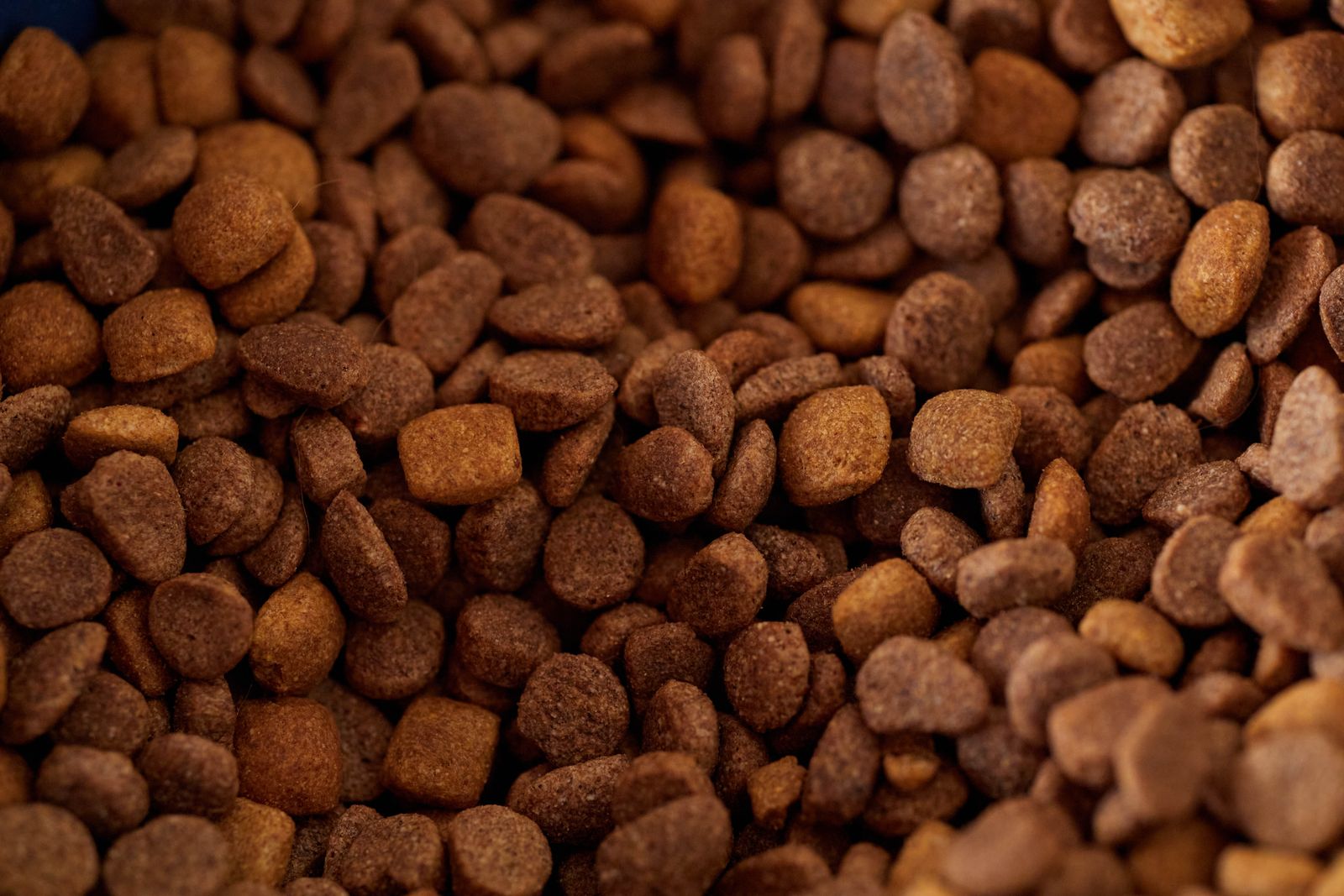 Bowl filled with dry dog food kibble on a wooden floor
