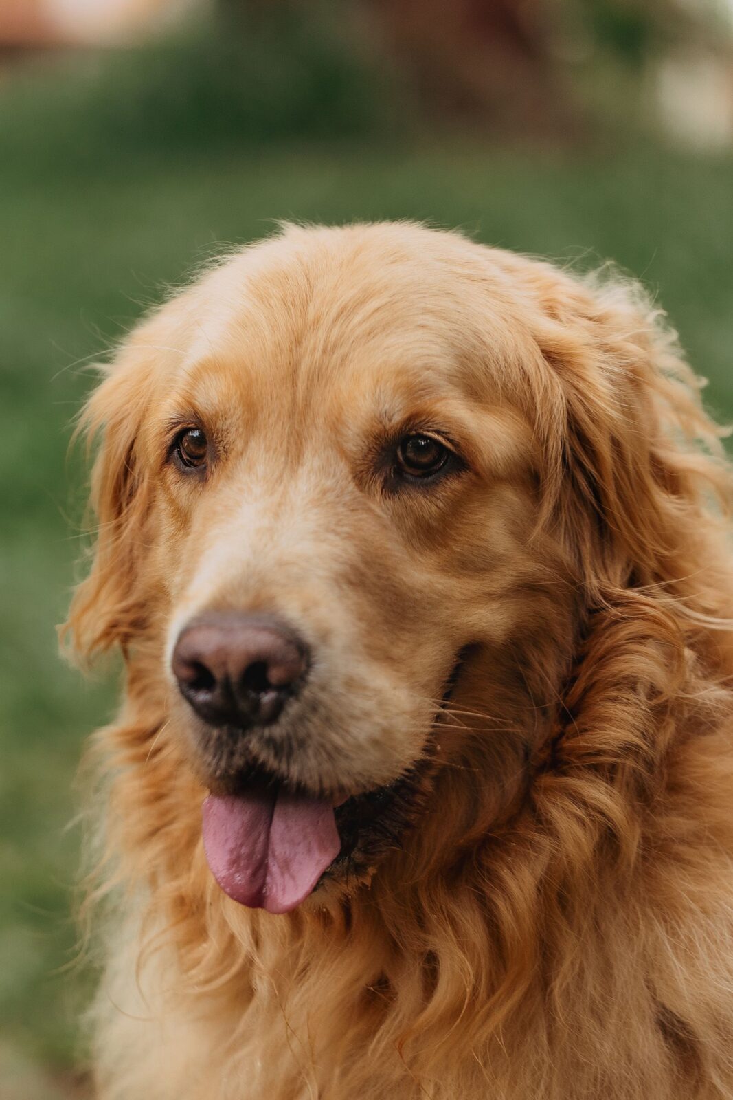 Happy Golden Retriever outdoors, the kind of active dog whose nails wear down between trims