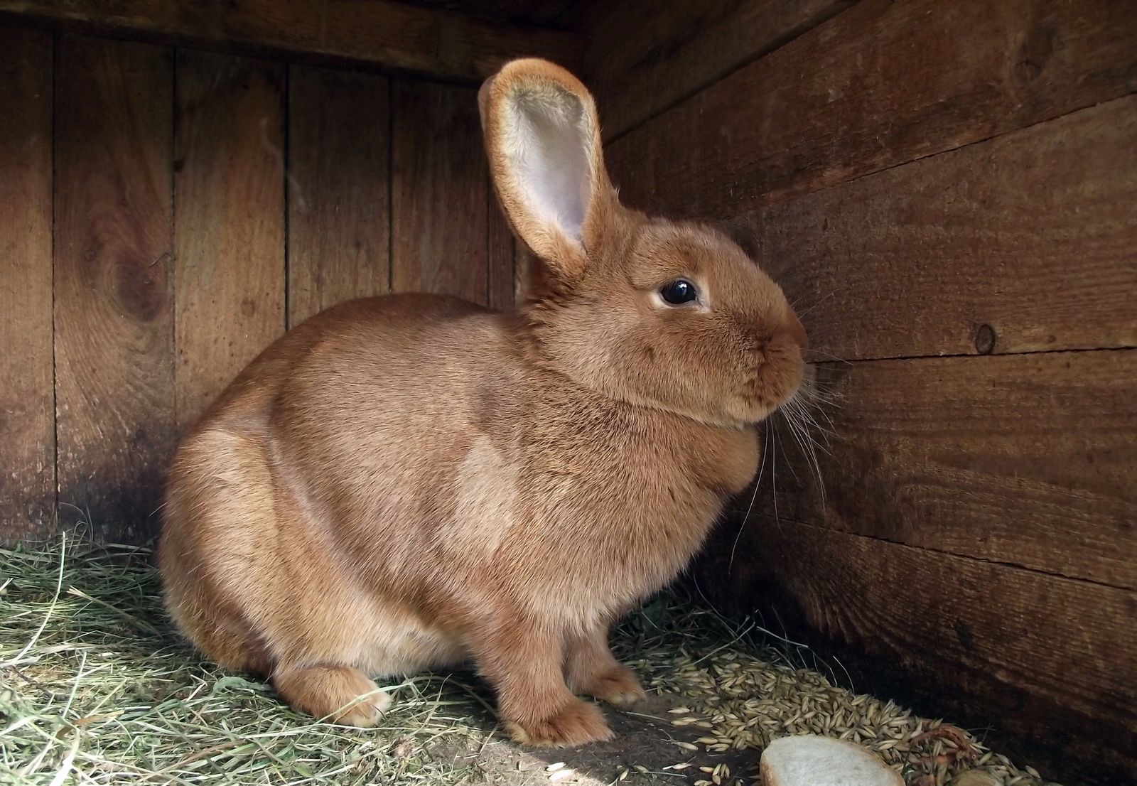 Brown rabbit inside a wooden hutch, illustrating indoor vs outdoor rabbit housing options