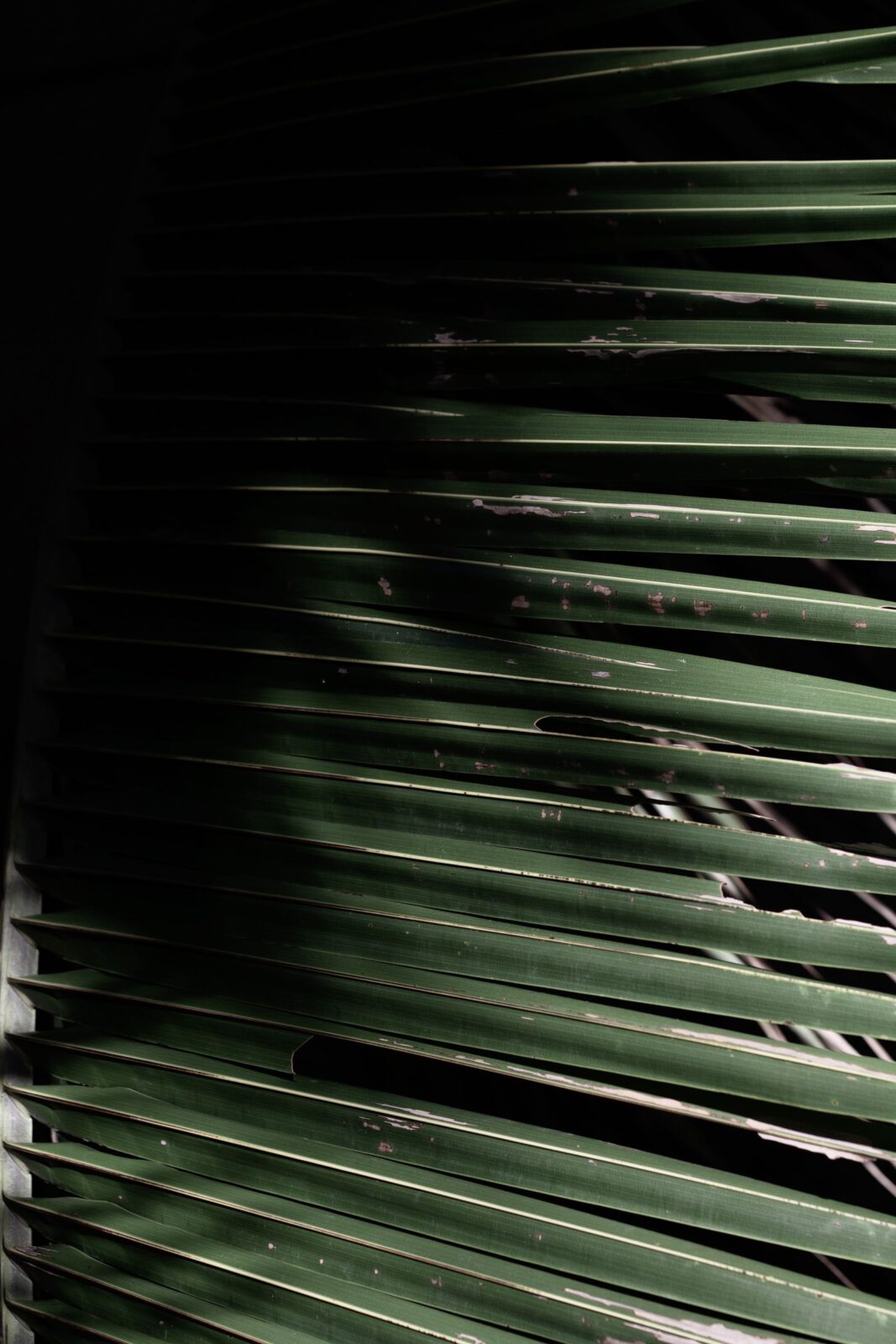 Honeycomb cellular shades on a modern window showing pleated cells