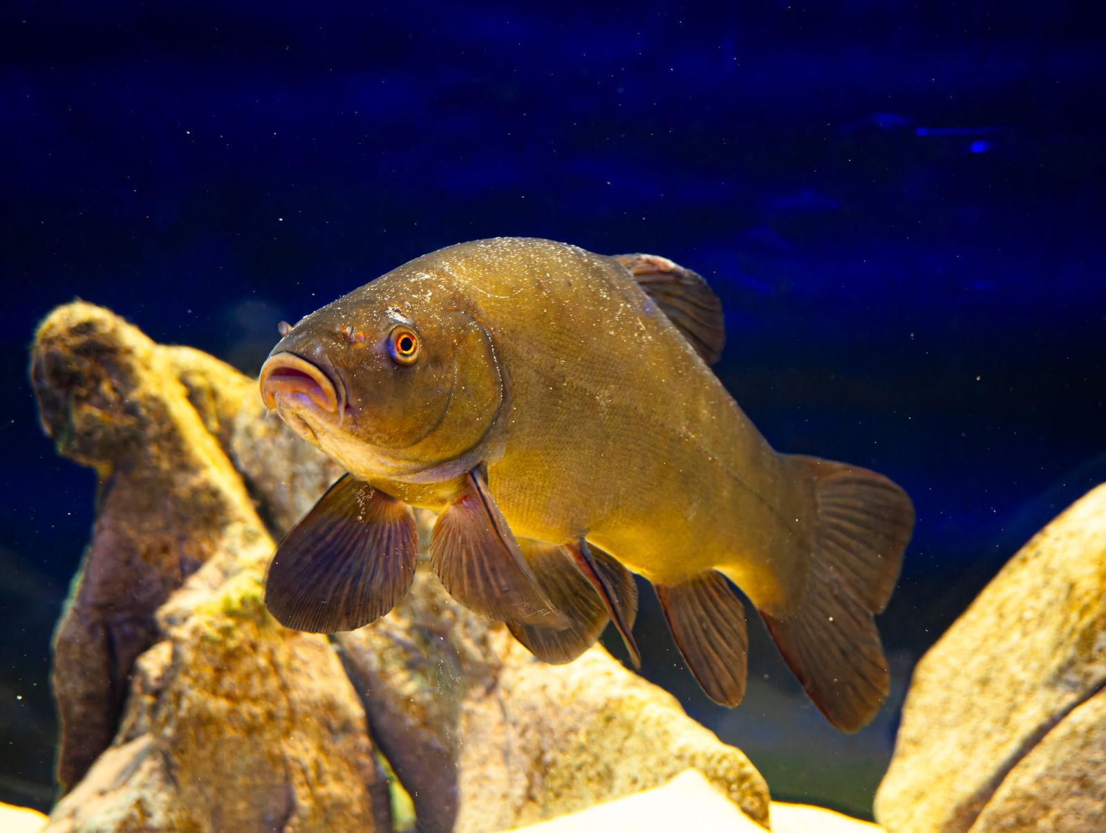 Freshwater aquarium with fish swimming near a rocky background, relevant to comparing automatic fish feeders