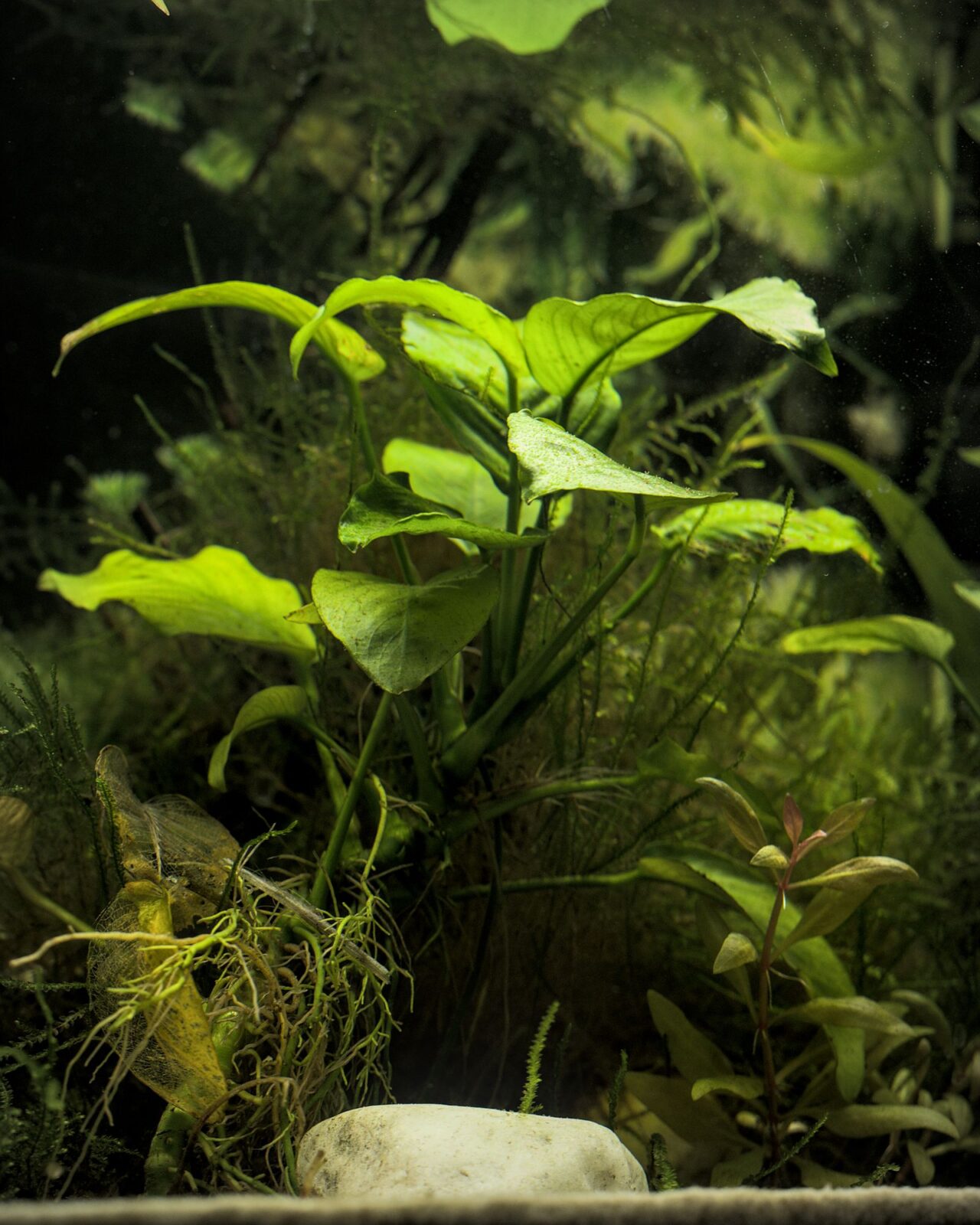 Lush planted freshwater aquarium with carpeting plants over dark aquasoil substrate