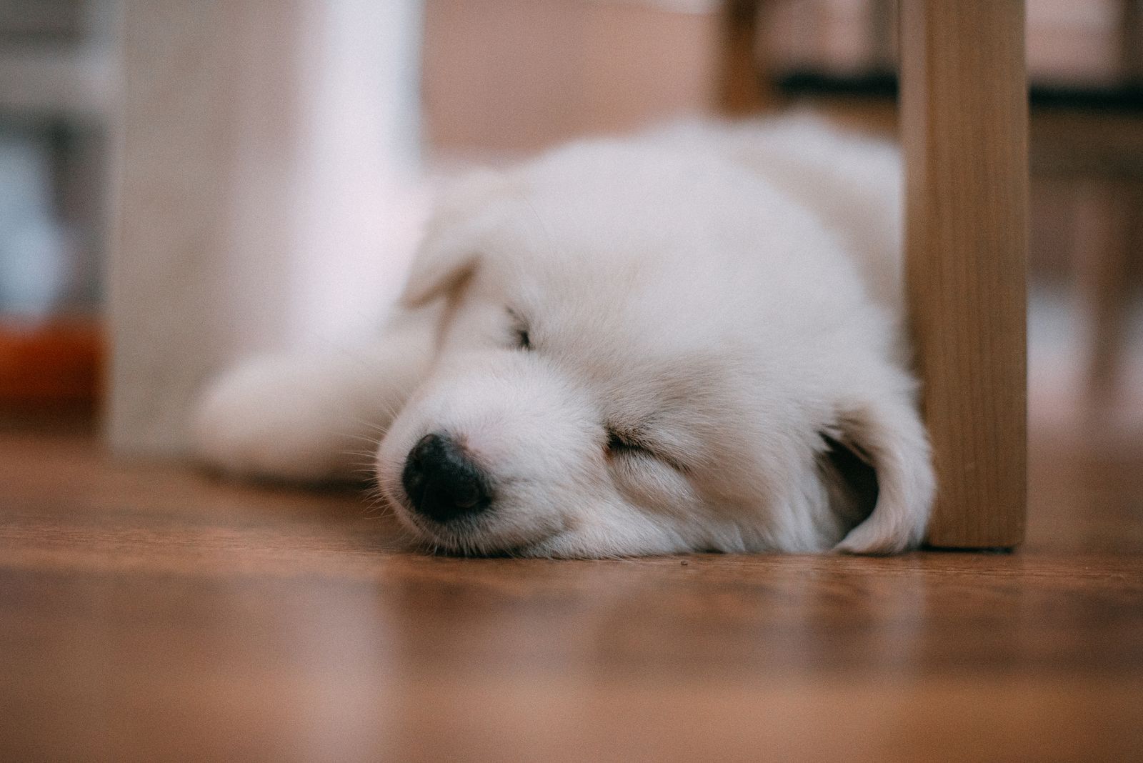 A calm dog resting inside an open wire dog crate at home