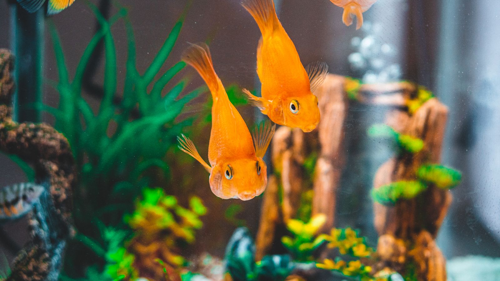 Testing Your Fish Tank’s Water: API Liquid Kit vs. Tetra Strips vs. a Digital Meter