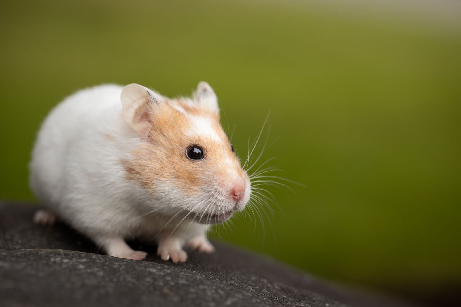 Hamster Wheels: Sizing Rules and the One Style to Avoid