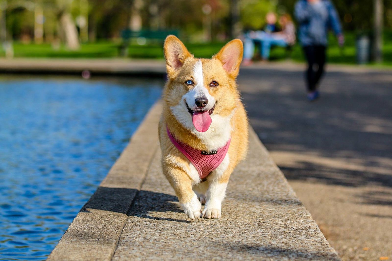 Curious dog looking at the camera — dog DNA test comparison