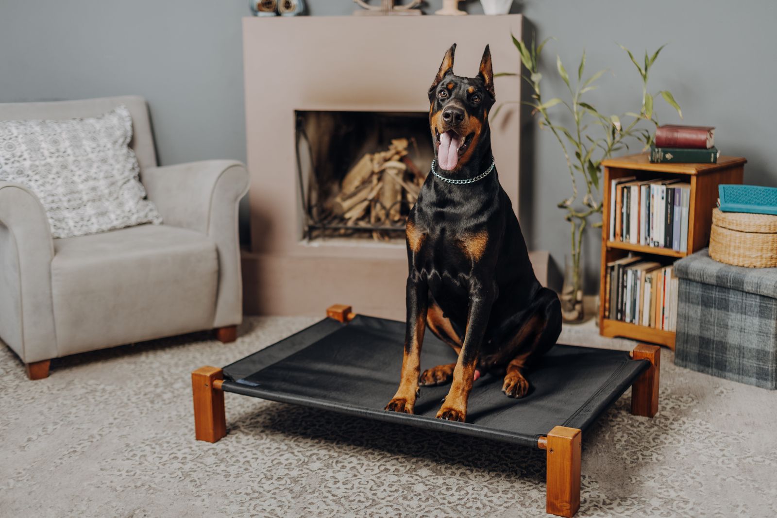 A Dog Bed for the Dog You Have: Age, Joints, Chewing