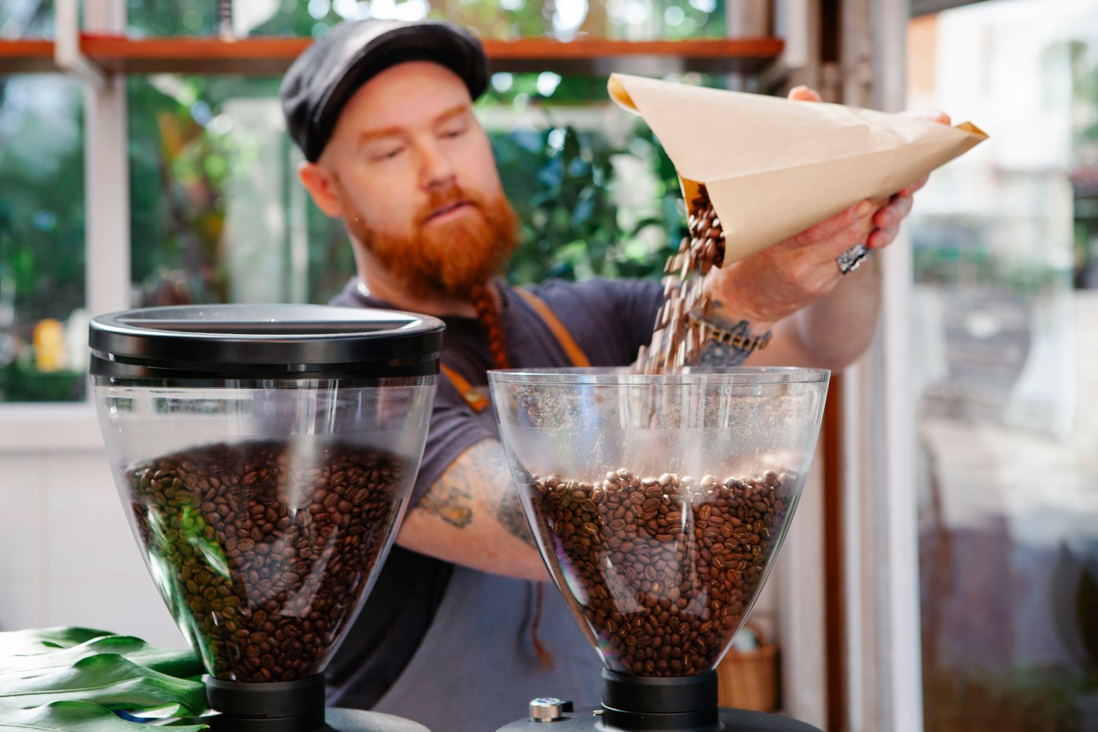 Pouring whole coffee beans into a burr grinder