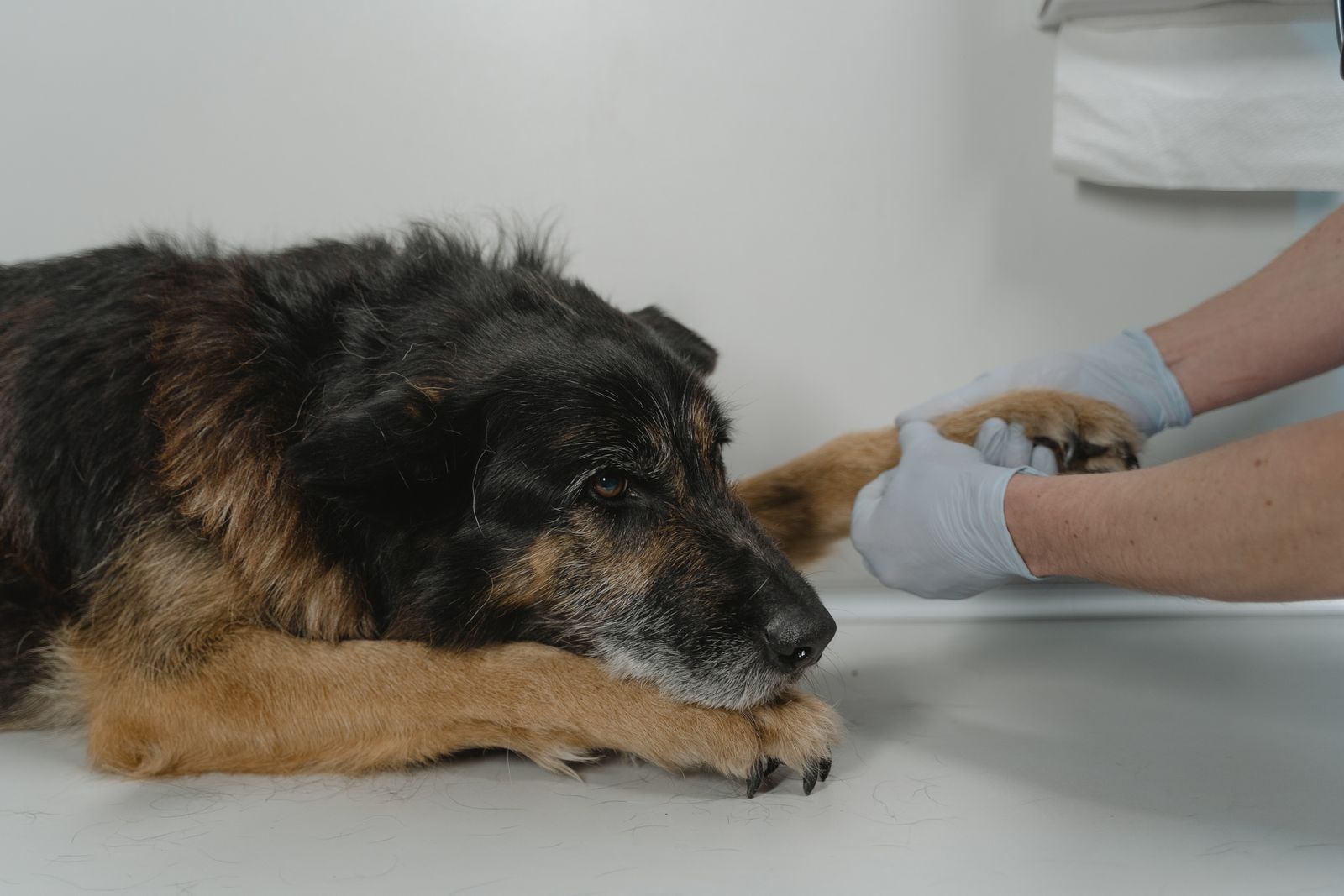 Veterinarian in gloves gently holding and examining a dog's paw