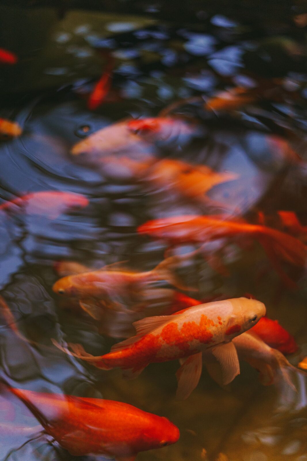 Goldfish swimming in a planted aquarium
