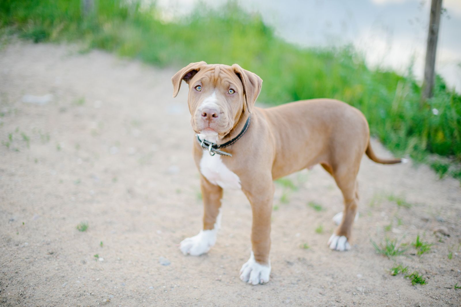 Dog wearing a black GPS tracking collar outdoors, representing dog GPS tracker comparison