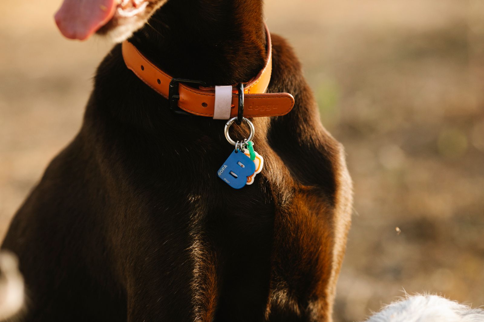 Dog wearing a collar with a tag outdoors in sunlight