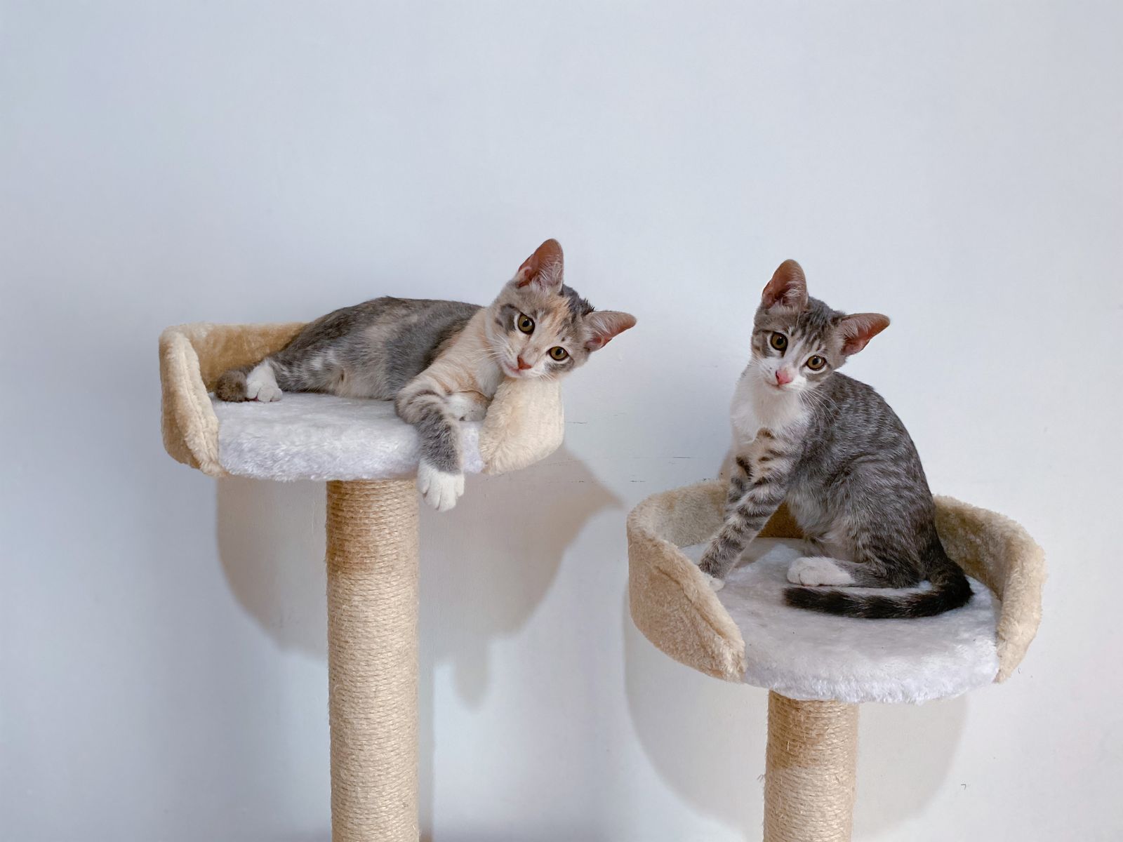 Cat Trees That Don’t Wobble: Stability Testing on a Budget