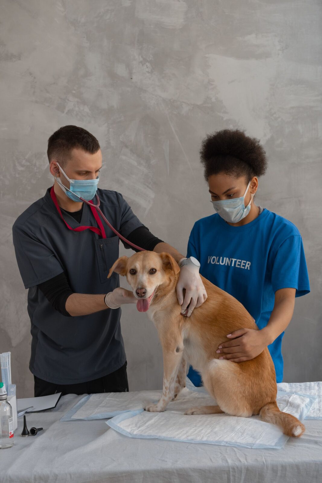 Veterinarian and assistant examining a dog during a wellness checkup, relevant to comparing pet insurance providers