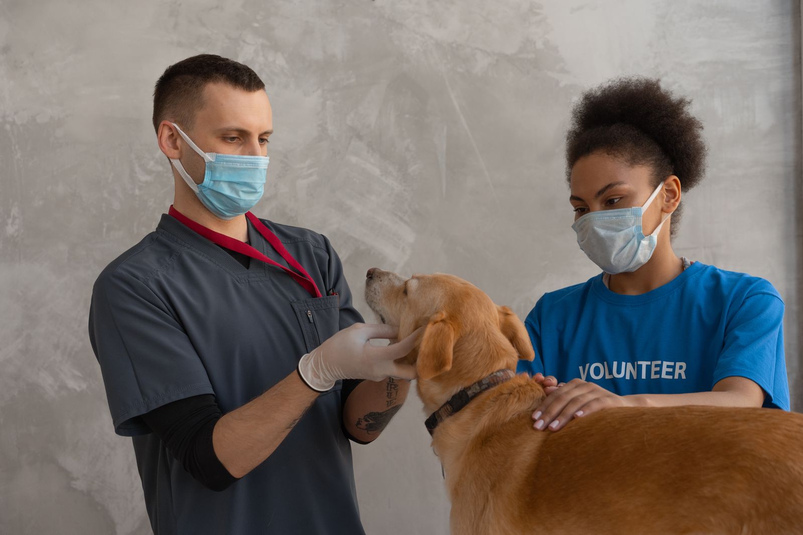 A dog having a checkup at a veterinary clinic