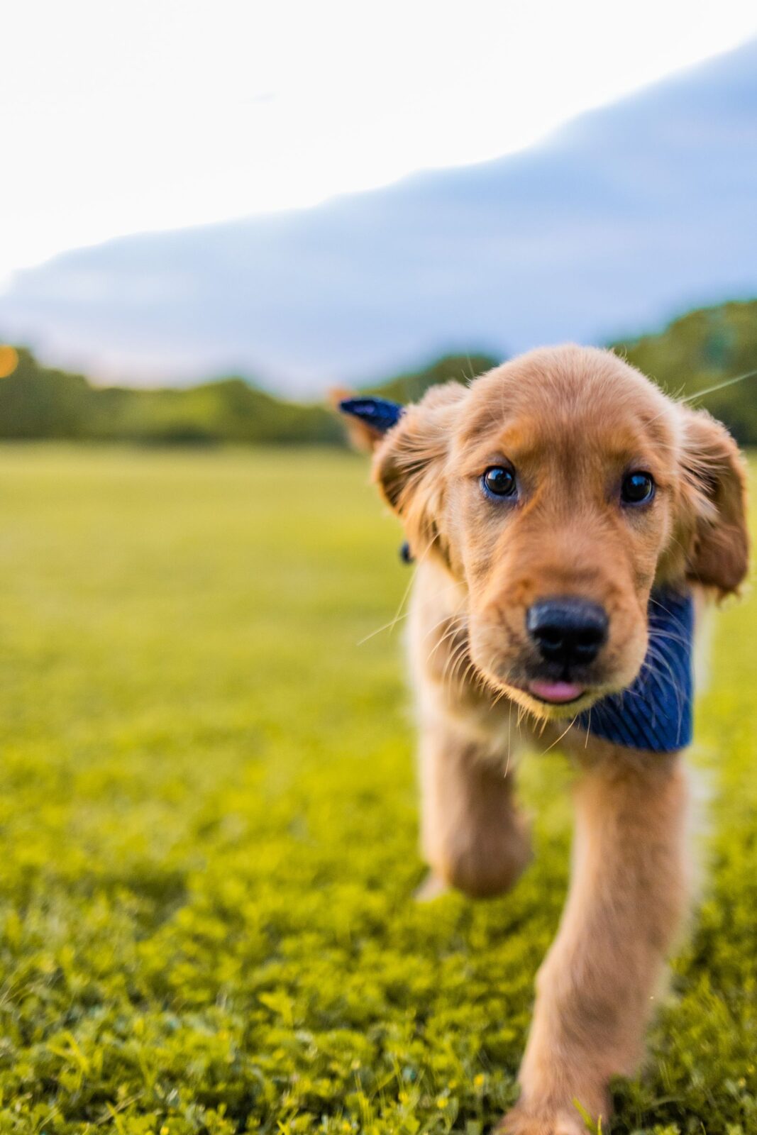 Dog Joint Supplements: What Veterinary Evidence Supports
