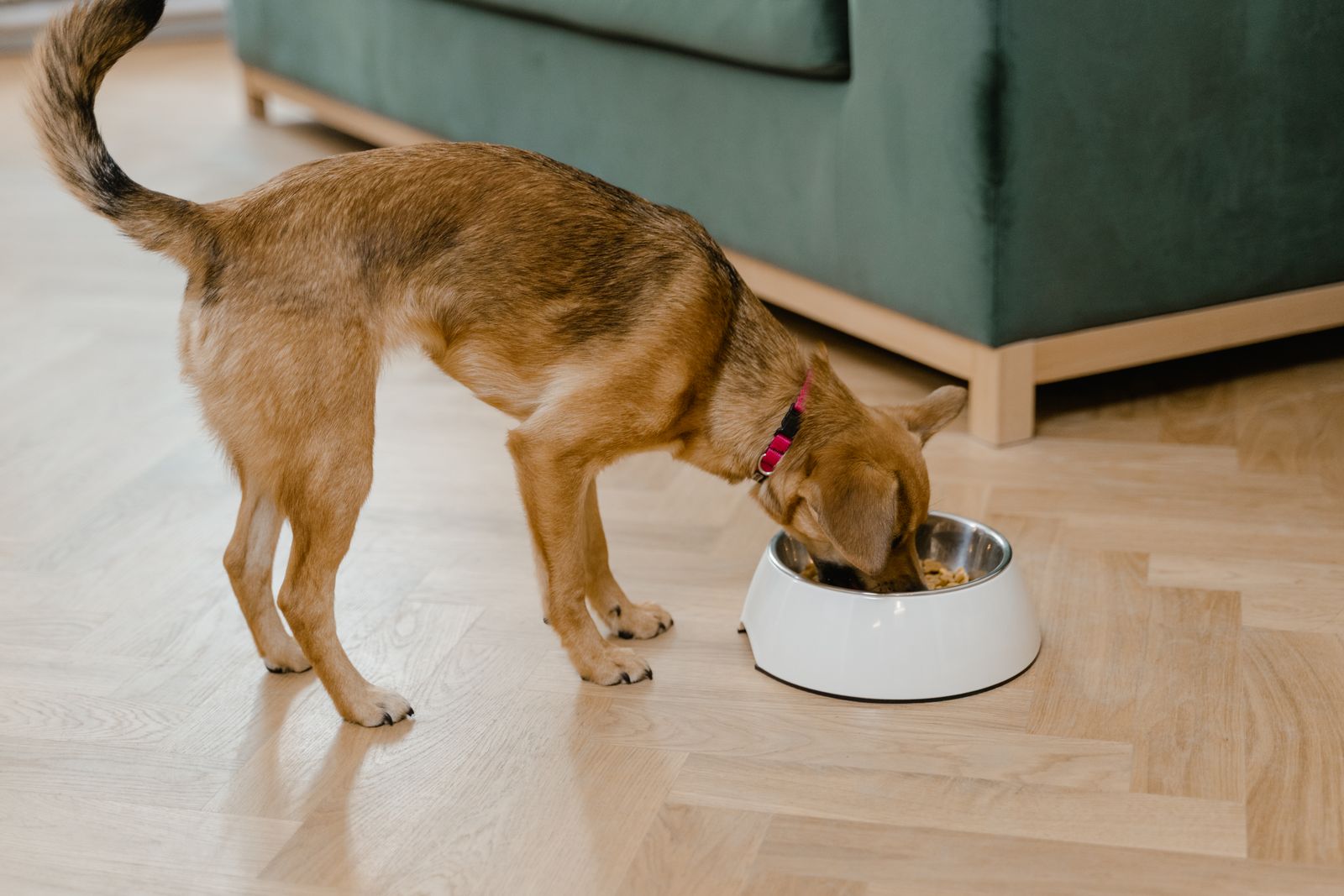 Happy dog eating from a food bowl on a kitchen floor