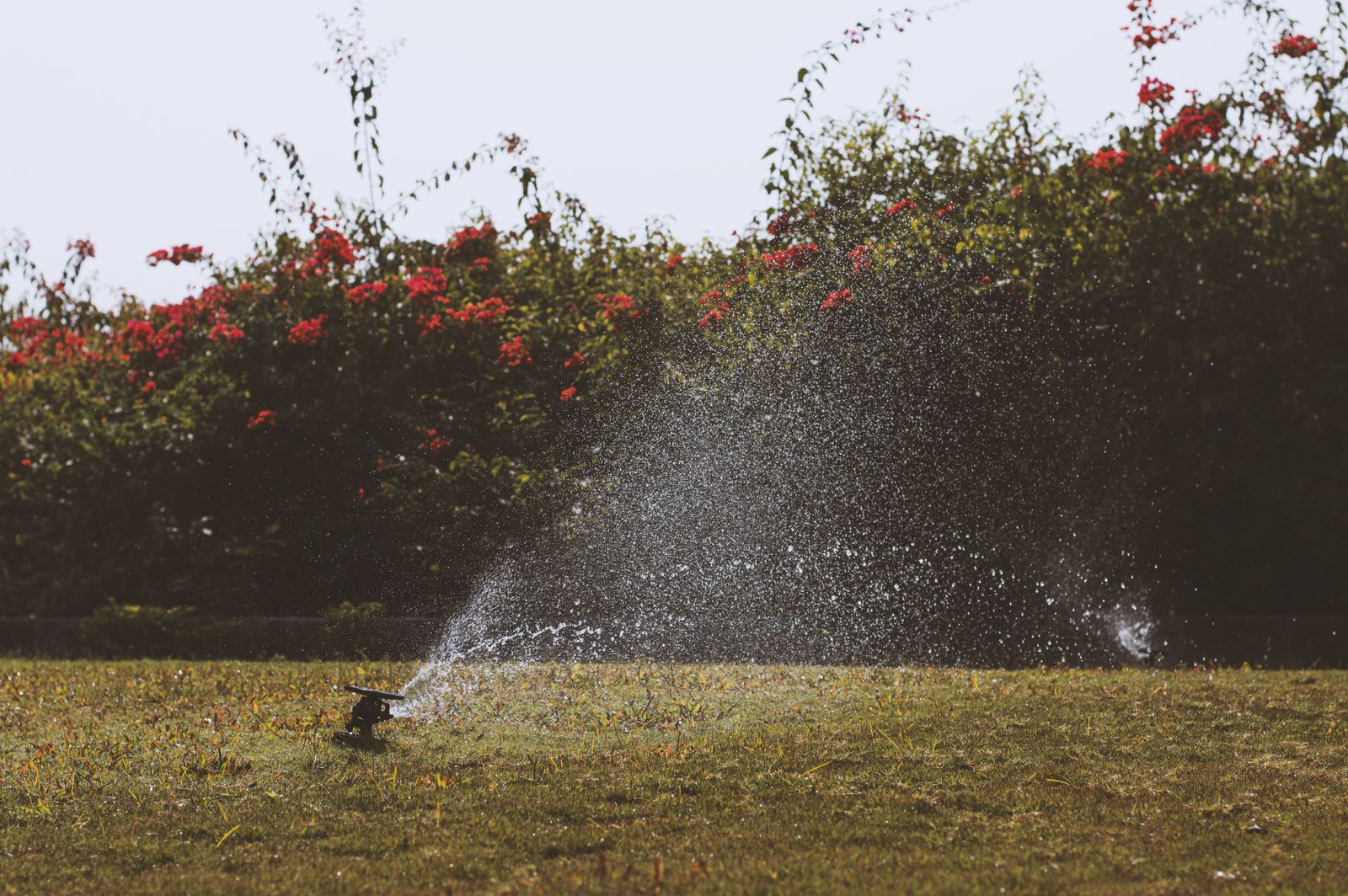 Rachio 3 vs Orbit B-hyve vs Rain Bird vs Hunter: Which Smart Sprinkler Controller Pays You Back Fastest?