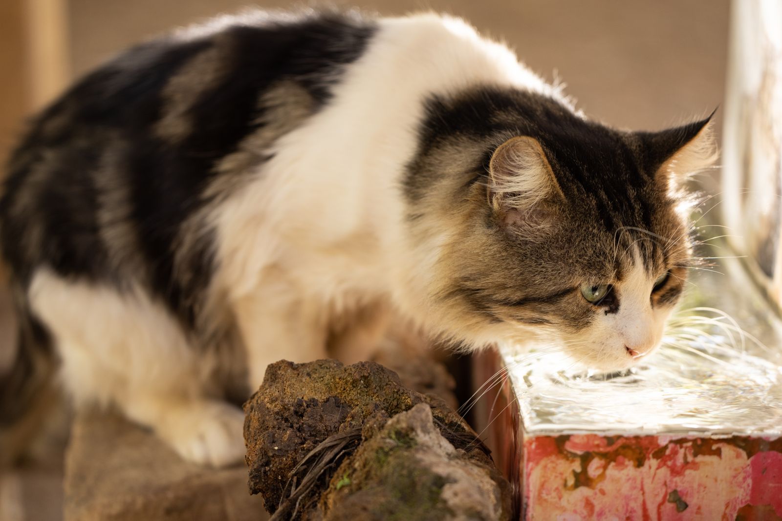 Cat Fountains: Pump Noise, Filter Refills, Dishwasher Parts