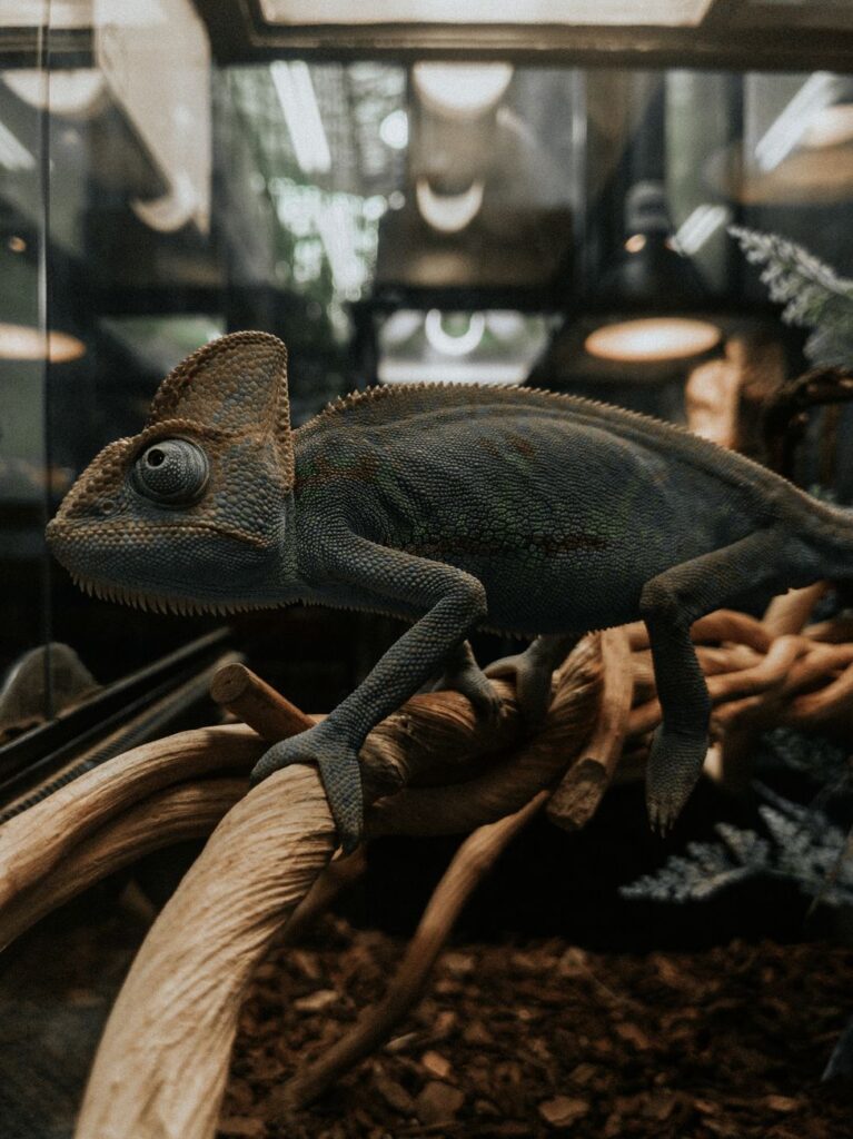 Chameleon perched on a branch inside a planted terrarium enclosure