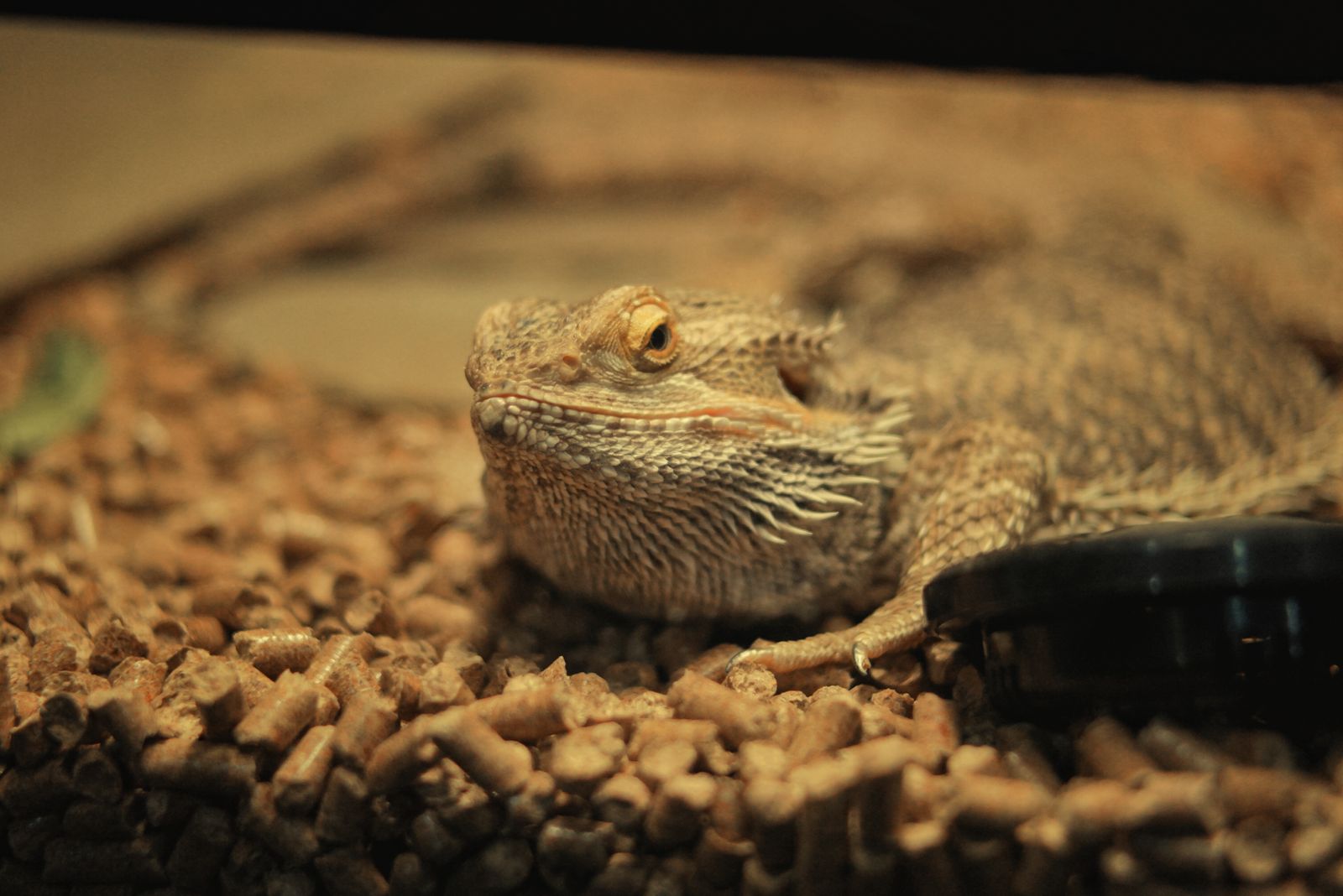 How to Pick Reptile Substrate for Your Setup